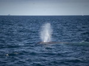 DSC6149 | San Diego Whale Watch 5