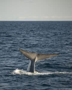 DSC6187 | San Diego Whale Watch 7