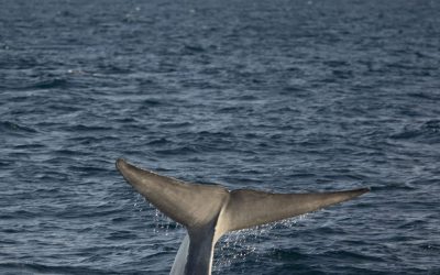 June 8, 2023 –  Blue Whale utopia – pacific ocean edition