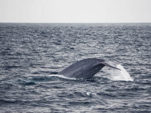 DSC6509 | San Diego Whale Watch 7