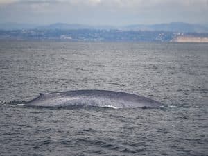 DSC7034 | San Diego Whale Watch 1