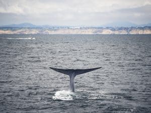 DSC7150 | San Diego Whale Watch 5