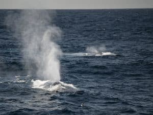 DSC9826 | San Diego Whale Watch 1