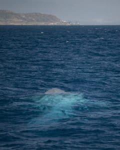 DSC9898 | San Diego Whale Watch 3