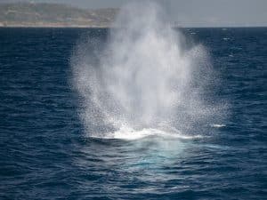 DSC9902 | San Diego Whale Watch 5
