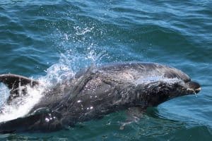 IMG 0062 2 | San Diego Whale Watch 5