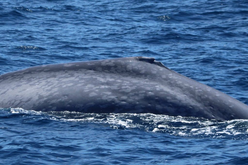 june-22-2023-june-22nd-2023-san-diego-whale-watch