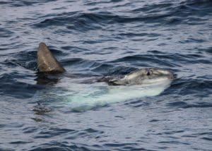 IMG 6790 2 | San Diego Whale Watch 3