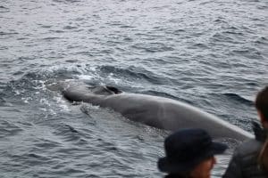 IMG 9522 2 | San Diego Whale Watch 1