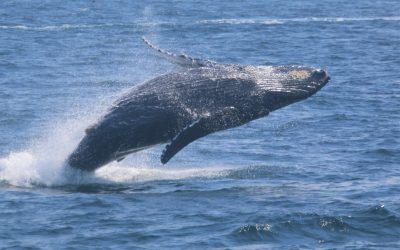 Best Whale Watching Cruise In San Diego