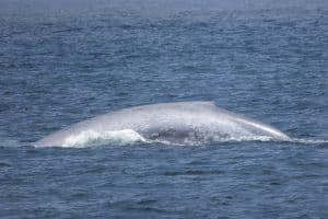 217A0688 2 | San Diego Whale Watch 1