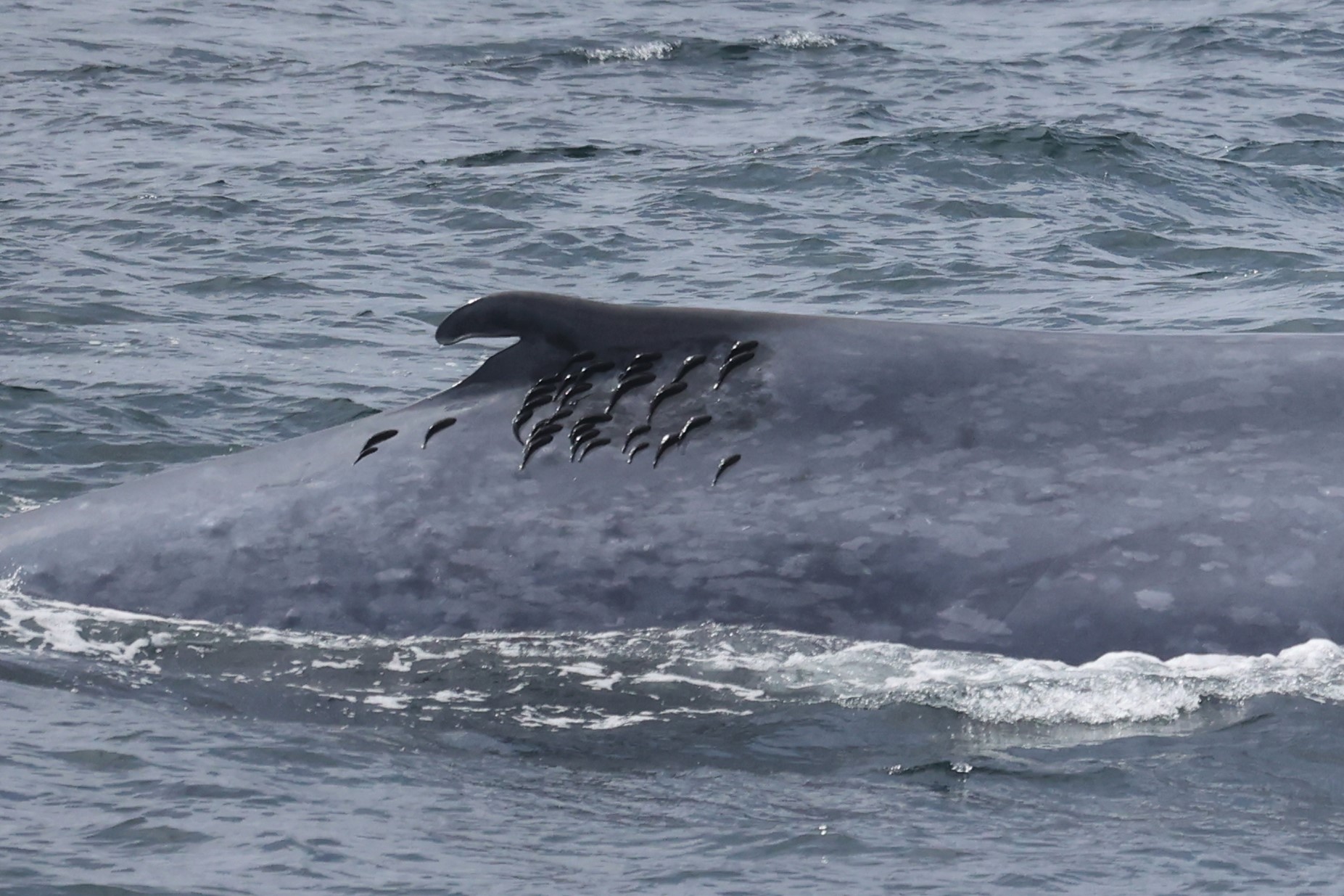 Recent Whale Sightings Tracker - Whale Watching Season San Diego