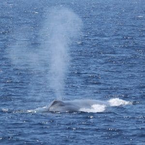 217A1223 2 | San Diego Whale Watch 188