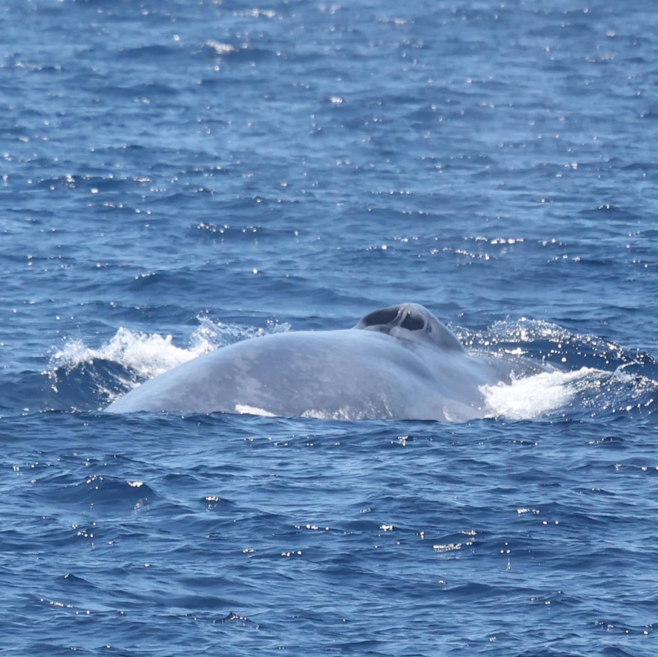 Best Whale Watching in San Diego - Place For Whale Watching