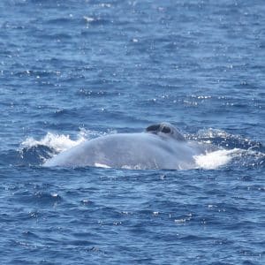 217A1296 2 | San Diego Whale Watch 190