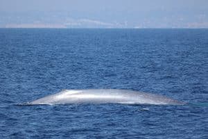 217A1358 2 | San Diego Whale Watch 5