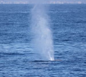 217A1621 2 | San Diego Whale Watch 138