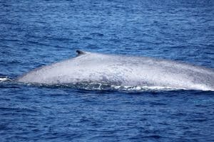 217A1844 2 | San Diego Whale Watch 140