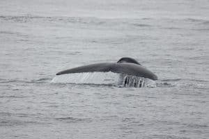 217A8278 2 | San Diego Whale Watch 9