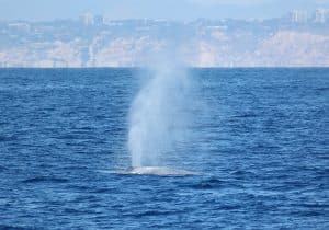 217A8509 2 | San Diego Whale Watch 1
