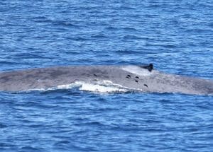 217A8570 2 | San Diego Whale Watch 3