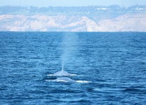 217A8790 2 | San Diego Whale Watch 5