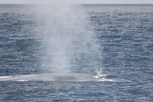 217A8958 2 | San Diego Whale Watch 1