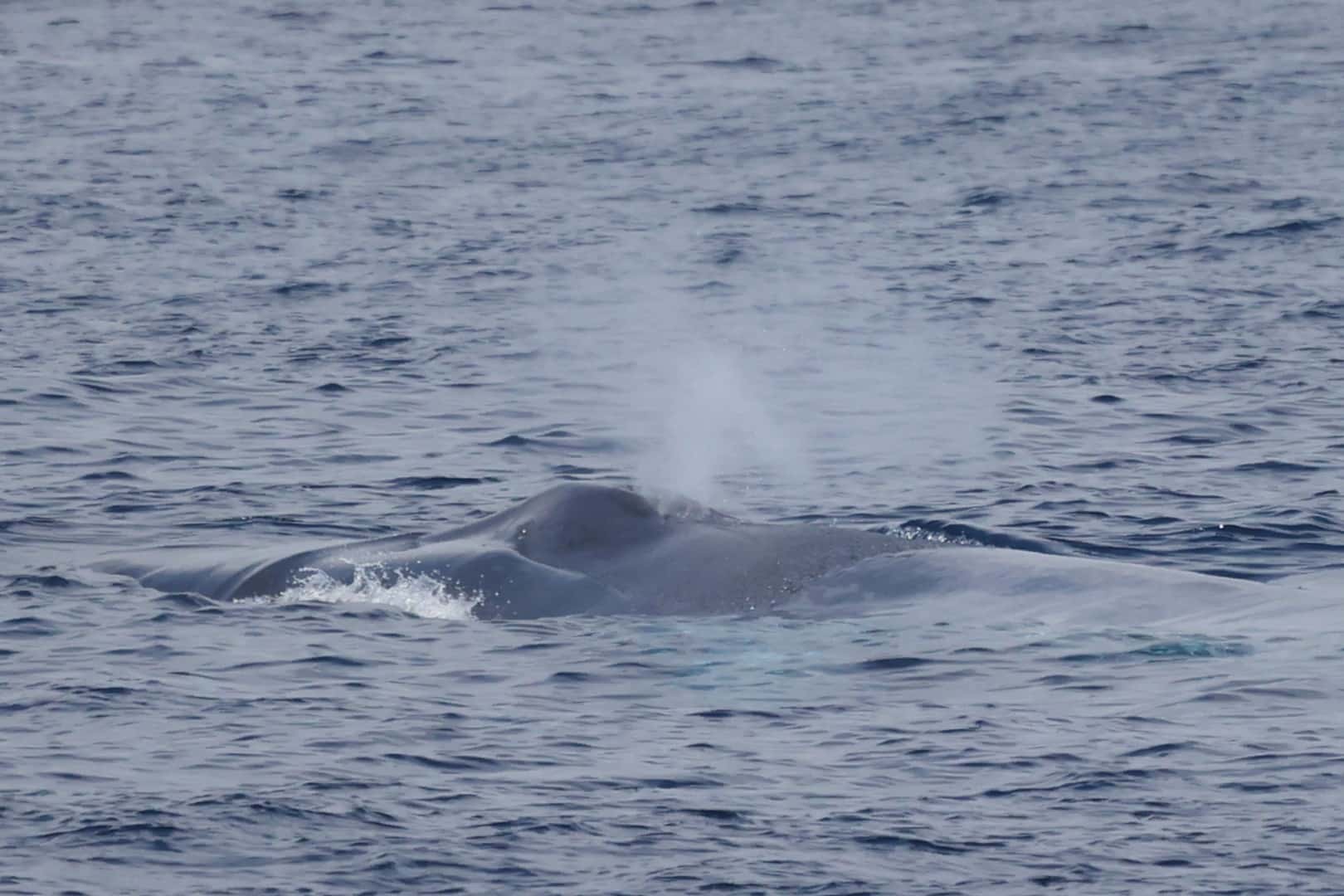 Whale Watching Cruise