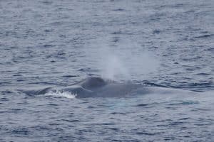 217A8997 2 | San Diego Whale Watch 15