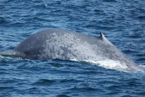 217A9337 2 | San Diego Whale Watch 3