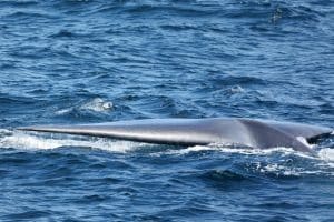 217A9353 2 | San Diego Whale Watch 5