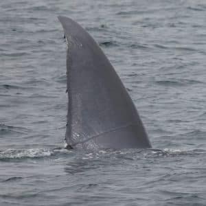 217A9356 2 | San Diego Whale Watch 9