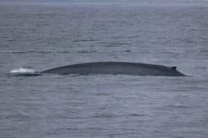 217A9677 2 | San Diego Whale Watch 1