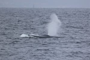 217A9880 2 | San Diego Whale Watch 9