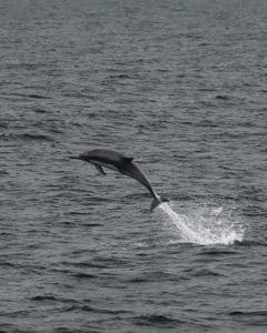 DSC0108 1 | San Diego Whale Watch 11