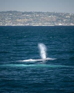 DSC0969 | San Diego Whale Watch 11