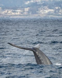 DSC1307 | San Diego Whale Watch 3