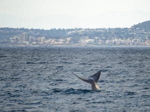 DSC1310 | San Diego Whale Watch 5