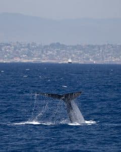 DSC2421 | San Diego Whale Watch 5