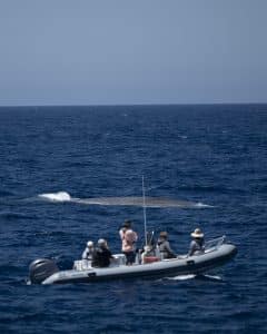DSC2442 | San Diego Whale Watch 7