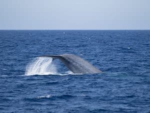 DSC2460 | San Diego Whale Watch 9