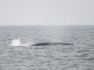 DSC9938 1 | San Diego Whale Watch 7