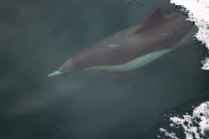 IMG 0877 2 | San Diego Whale Watch 13
