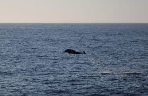 IMG 3357 2 | San Diego Whale Watch 3