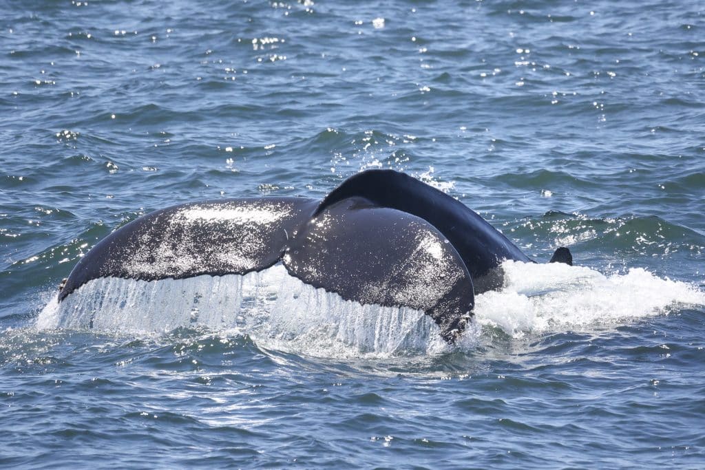 217A2546 | San Diego Whale Watch 1