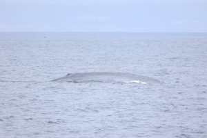 217A8414 | San Diego Whale Watch 13