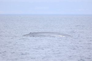 217A8414 | San Diego Whale Watch 82