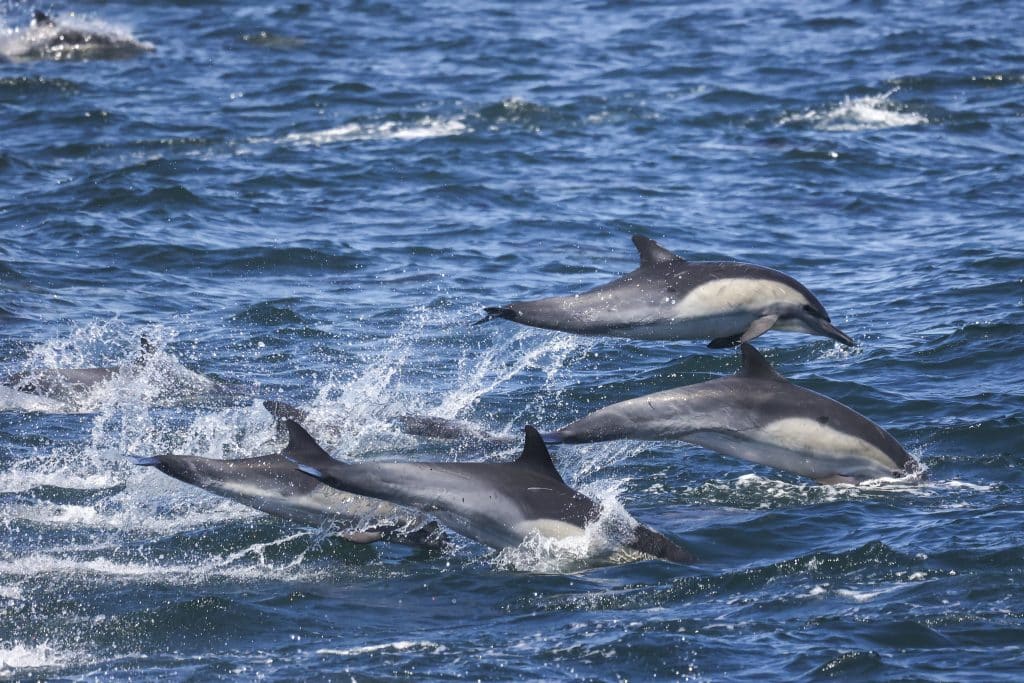 217A8574 | San Diego Whale Watch 3