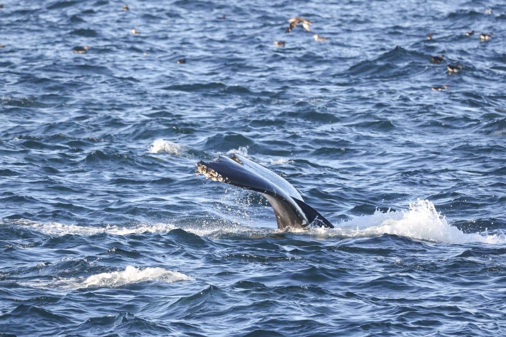 217A8998 | San Diego Whale Watch 5