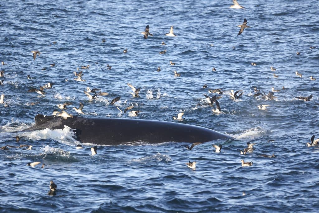 217A9022 | San Diego Whale Watch 7